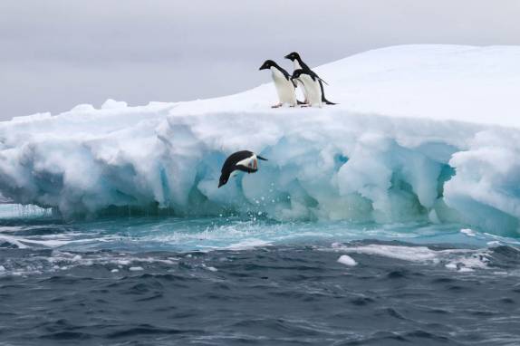 Com muito estilo, pinguins adelie se atiram no mar na região de Brown Bluff, na Antártida (foto de Steve Denver)
